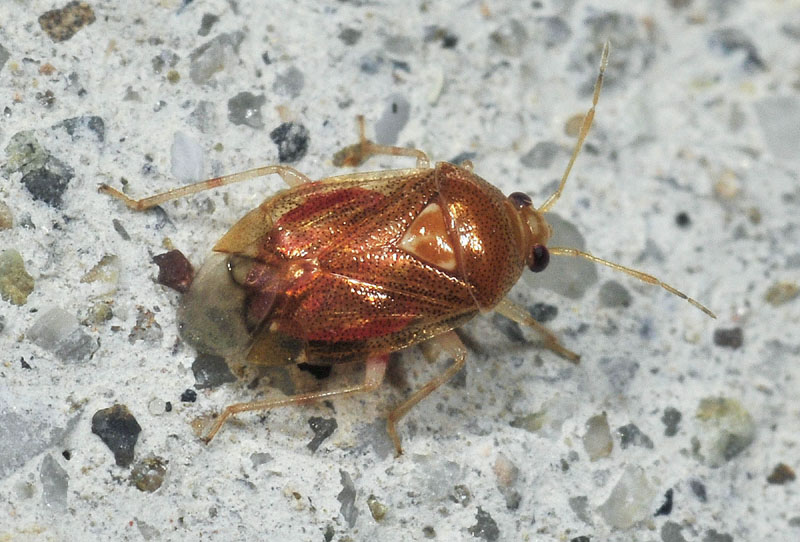 Piccolo Miride da det. - Deraeocoris lutescens